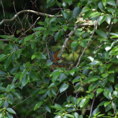 水絡みが撮りたい　２