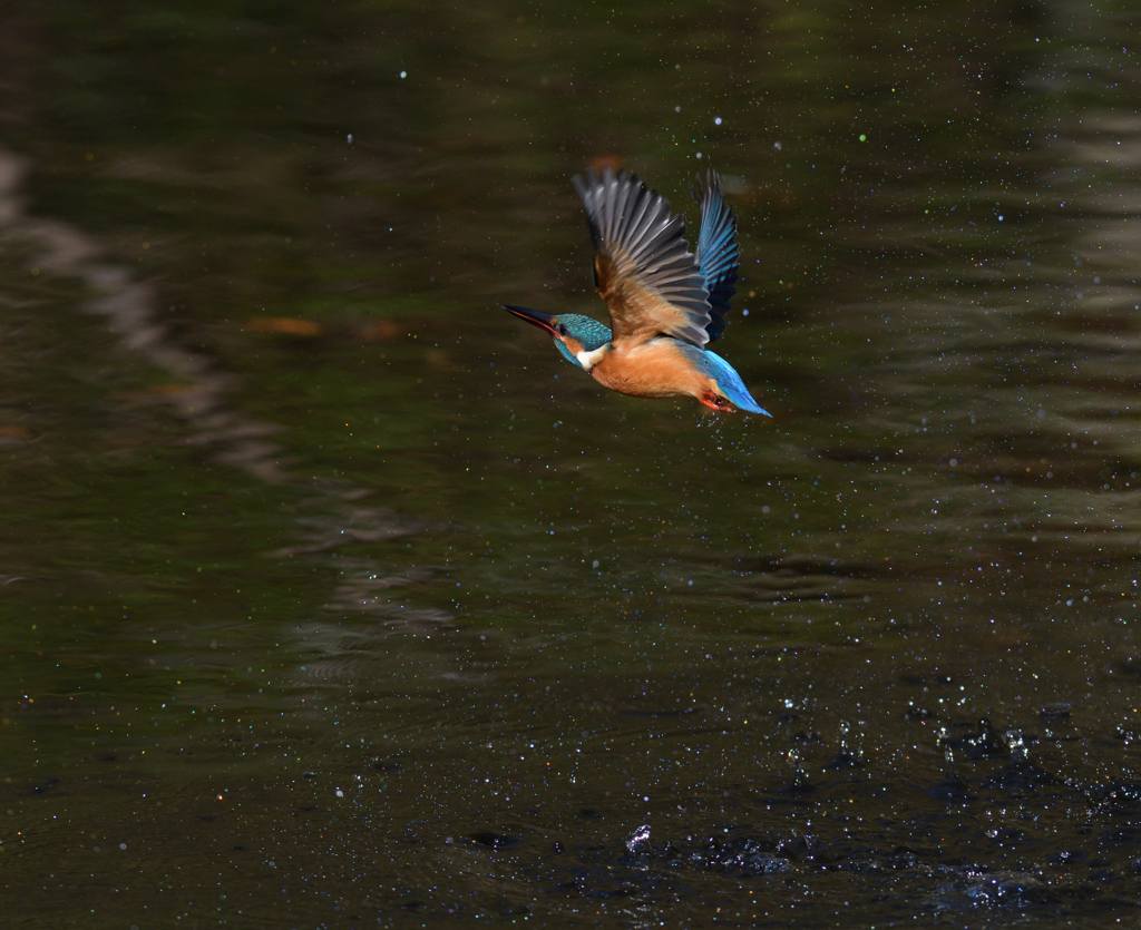 離水はバック　２