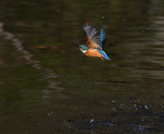 離水はバック　２