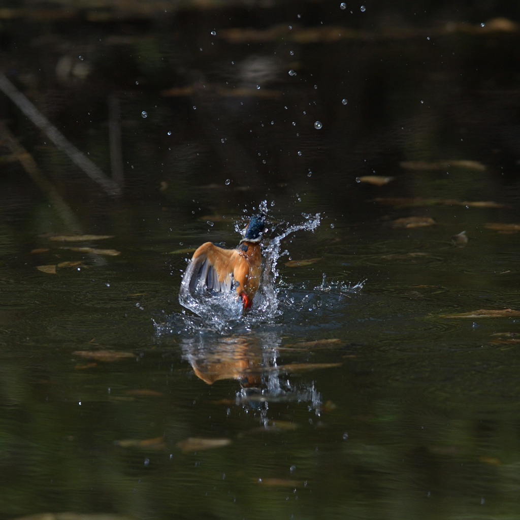 こっちに振って　２