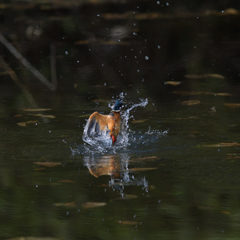 こっちに振って　２