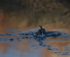 また、はじまる。　１