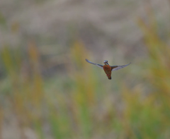 二発だけど・・・　1