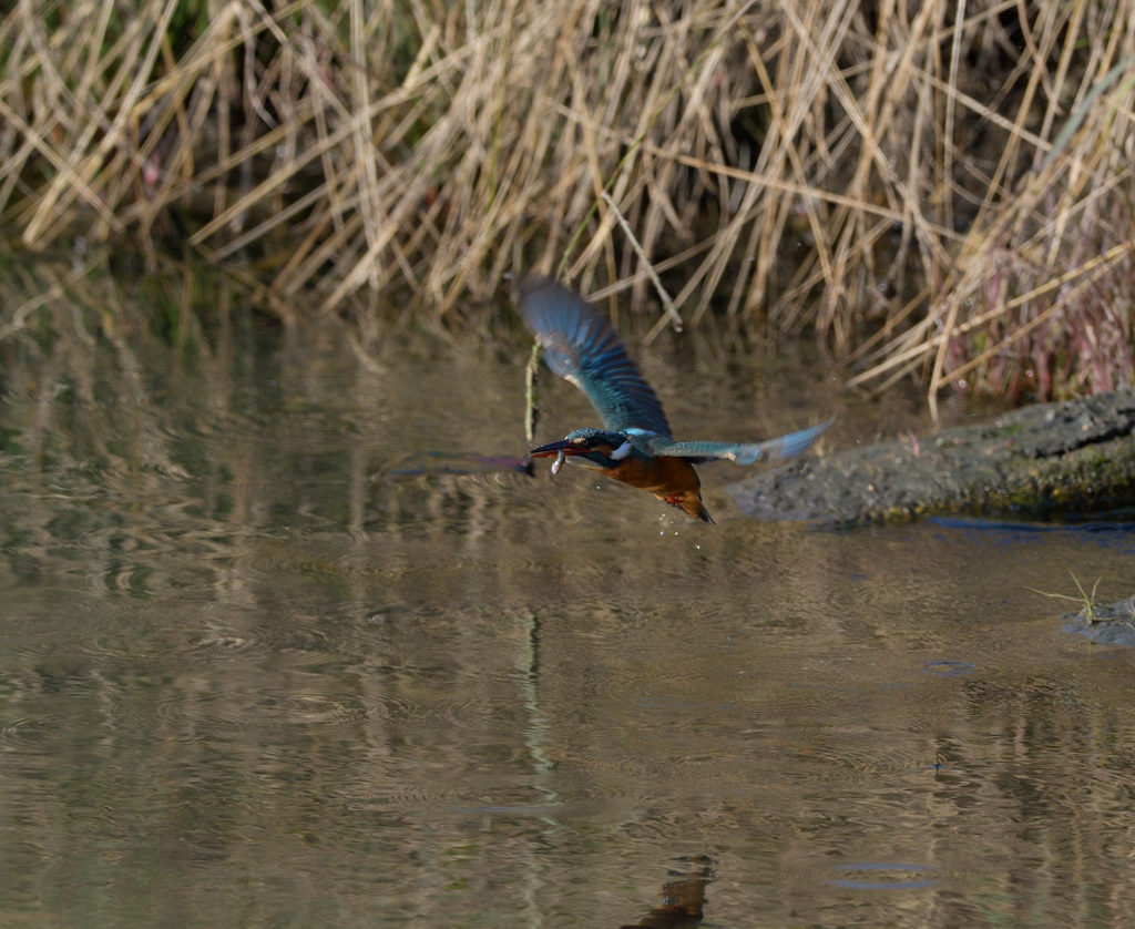 また、ボウズ　４
