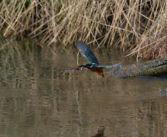 また、ボウズ　４