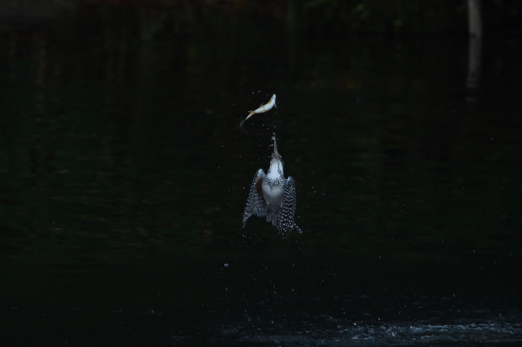 また、止まらず。１