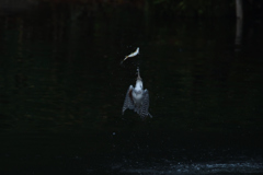 また、止まらず。１