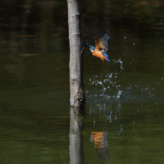 クイノアル　３