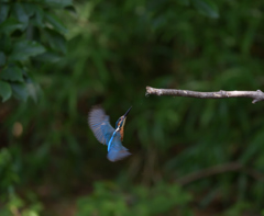 Ｍさん、クヤシイです。