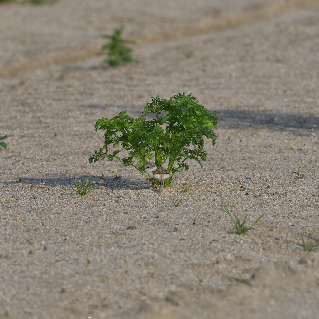 前の畑にて　２