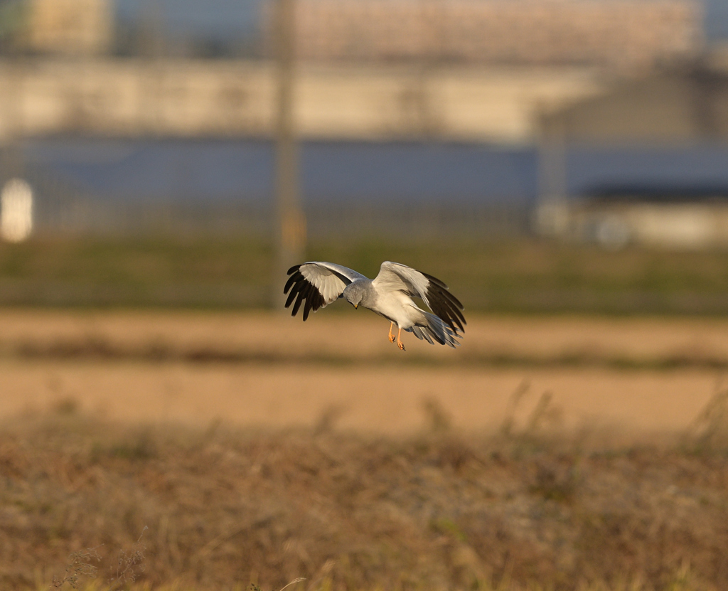 ハイチュウホバ