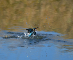 Ｏさんの様に・・・　１