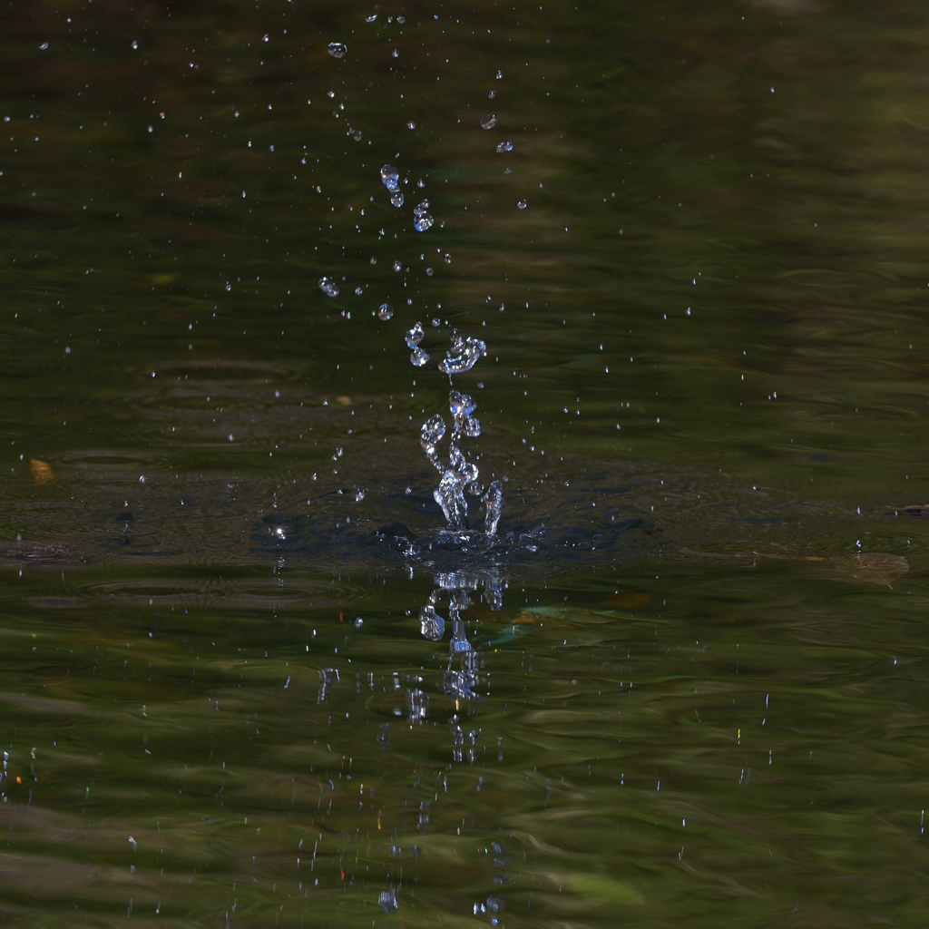 カワセミクラウン