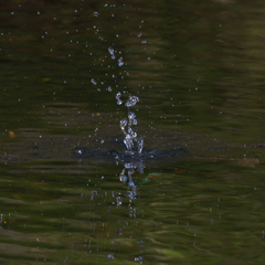 カワセミクラウン