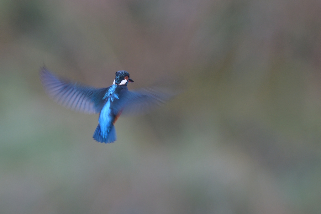 陽を浴びて、お願い。②