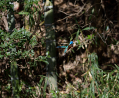 獲物に向かって