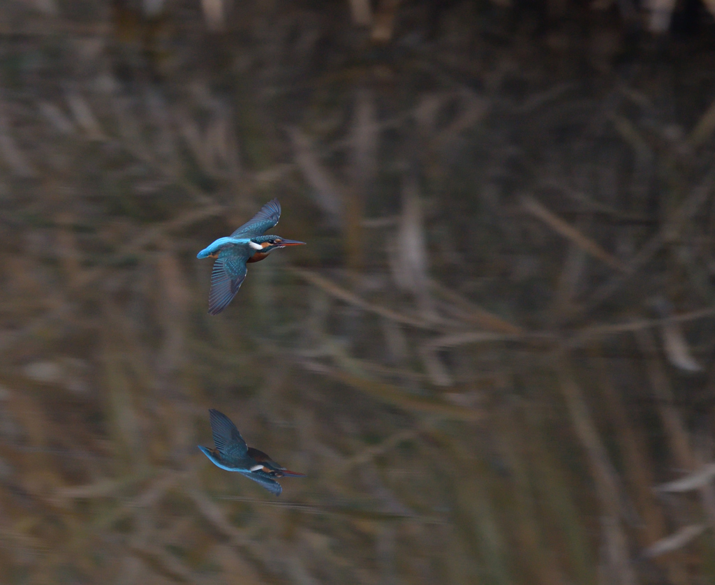チョンボ、二発　１