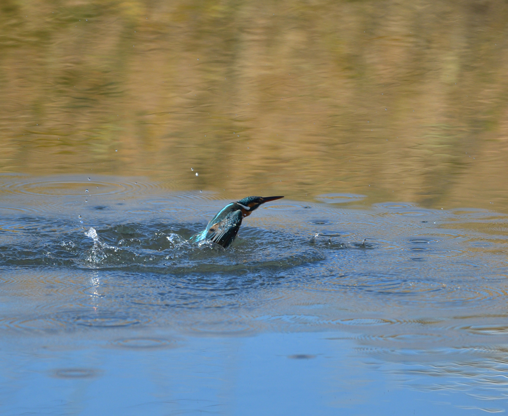 Ｏさんの様に・・・　３