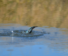 Ｏさんの様に・・・　３