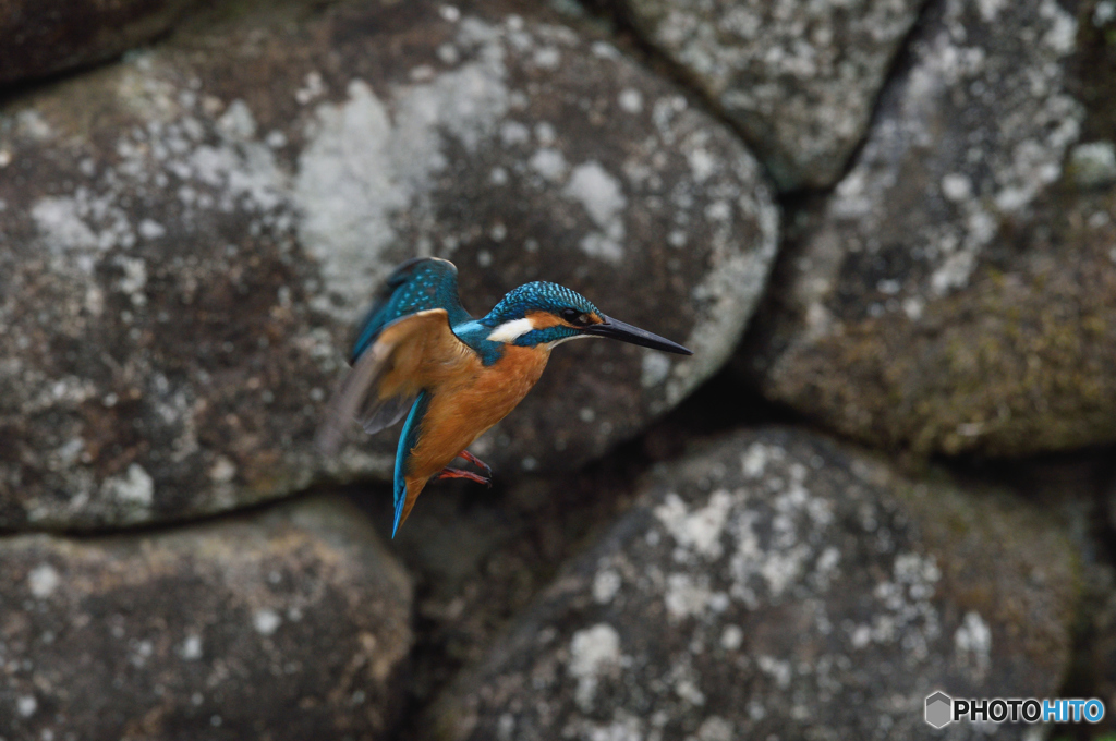 公園のカワセミ