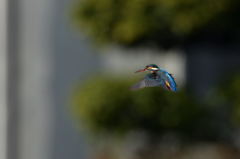 元日から　１０