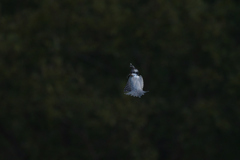 止まらなかった　3