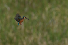 撮れたのは13回　３