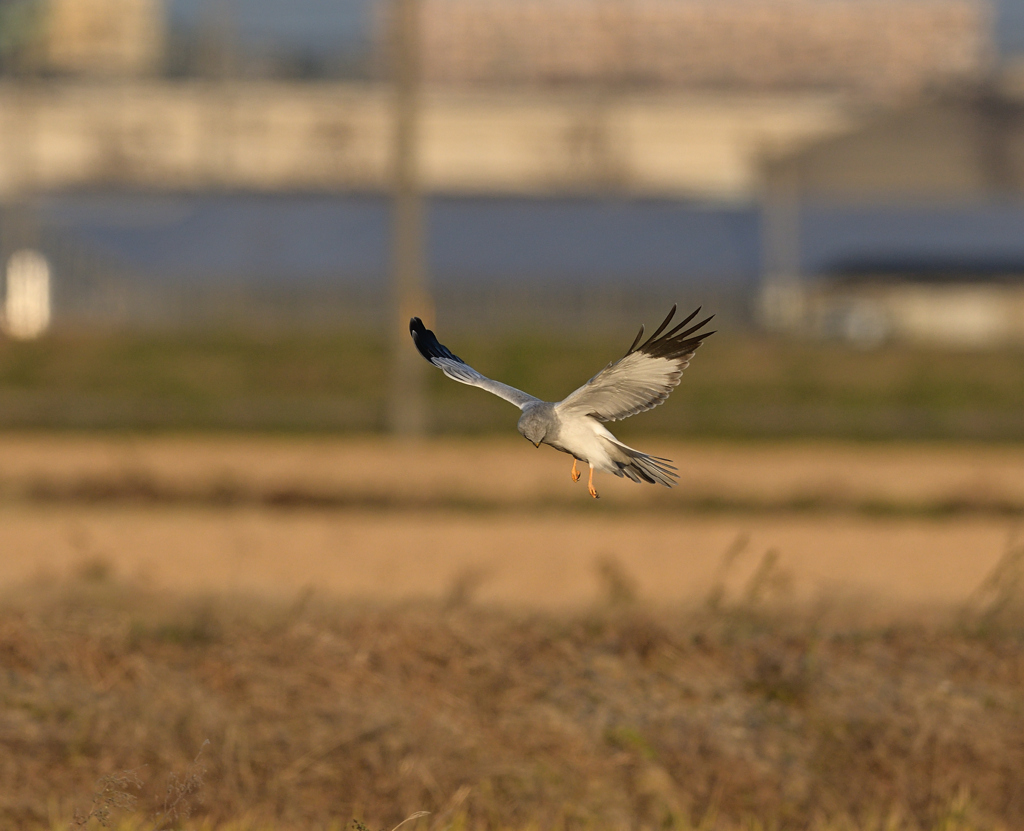 ハイチュウホバ