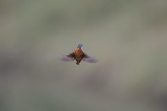 どっちかむいて