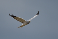 アソコの子かな？　１