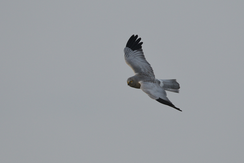 ハイイロチュウヒ