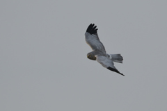 ハイイロチュウヒ