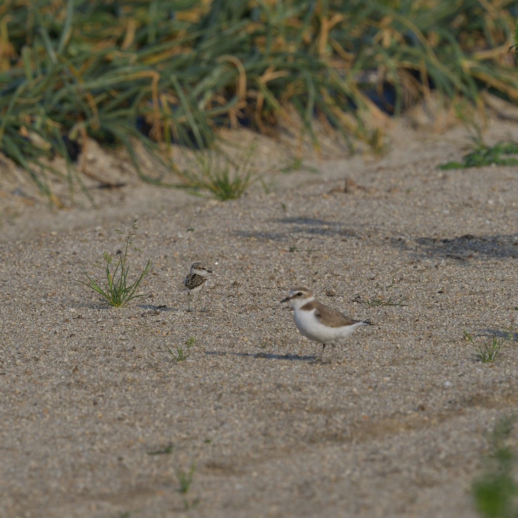 前の畑にて　１