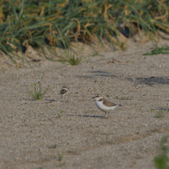 前の畑にて　１