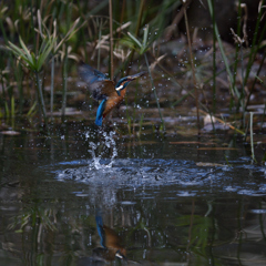 なんだかなぁ　１