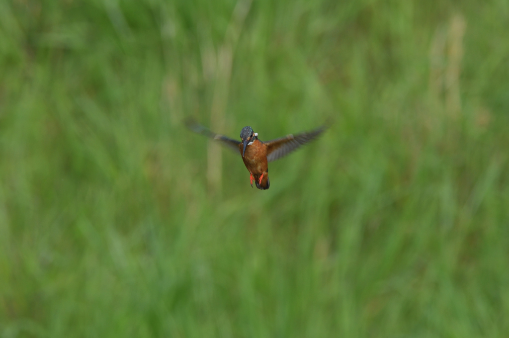 撮れたのは13回　４
