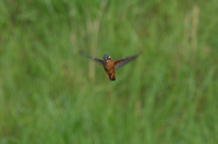 撮れたのは13回　４