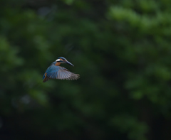 月間ボウズ回避　２