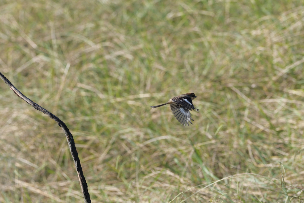 アスガアルサ　３