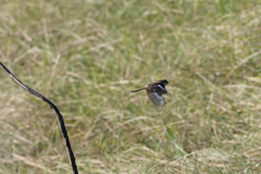 アスガアルサ　３