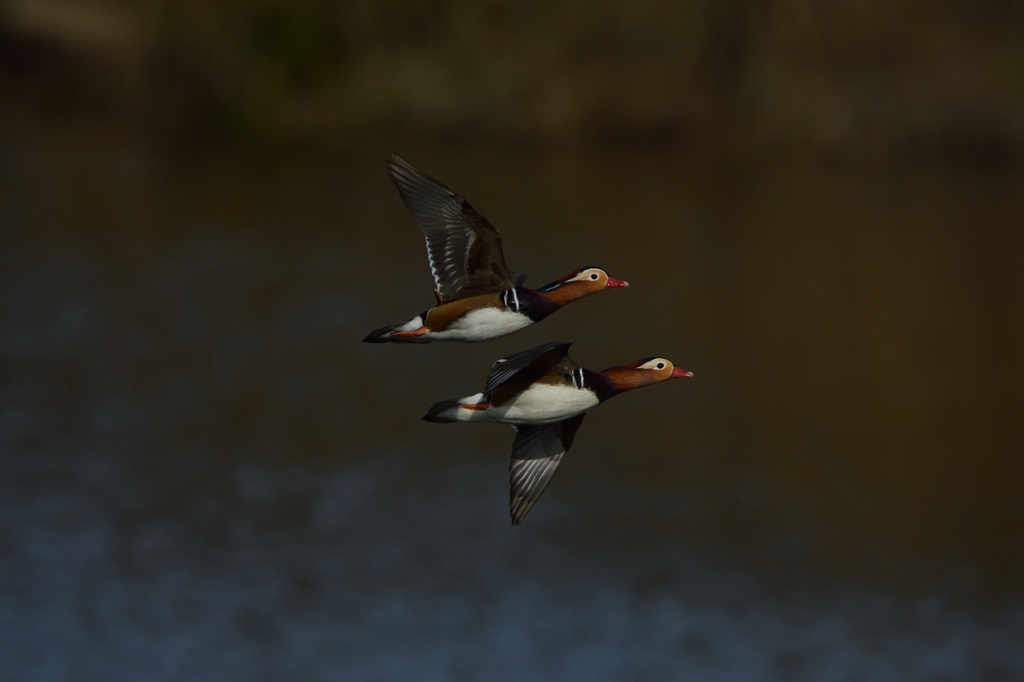 また、止まらず。２