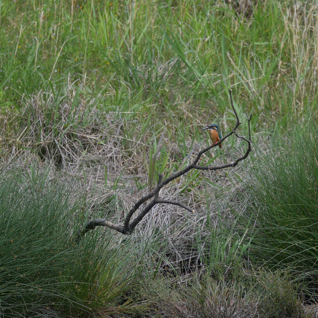 Aにチョット、寄ってみた