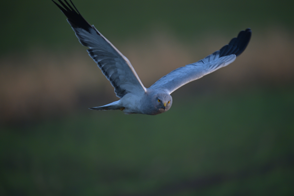 ダメじゃん、グループ(ＨＬ）