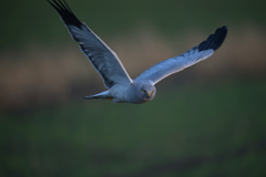 ダメじゃん、グループ(ＨＬ）