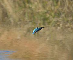 Ｏさんの様に・・・　７