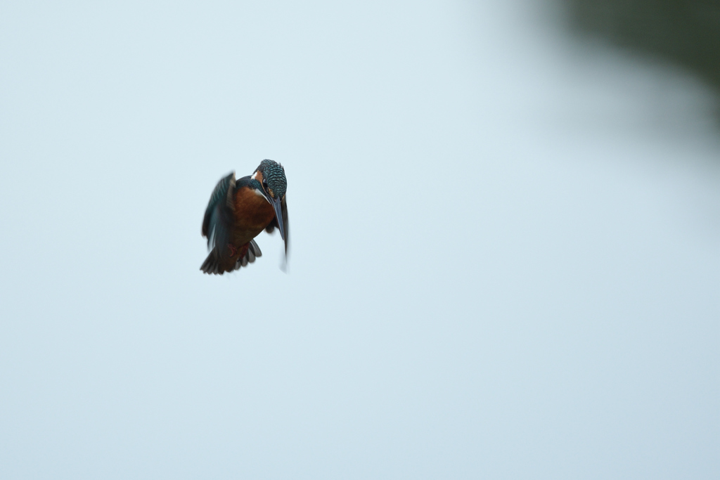 陽を浴びて、お願い。③