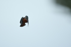 陽を浴びて、お願い。③