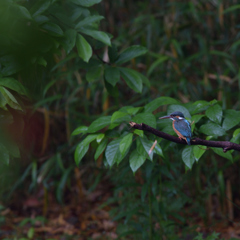また、穴掘り？　１