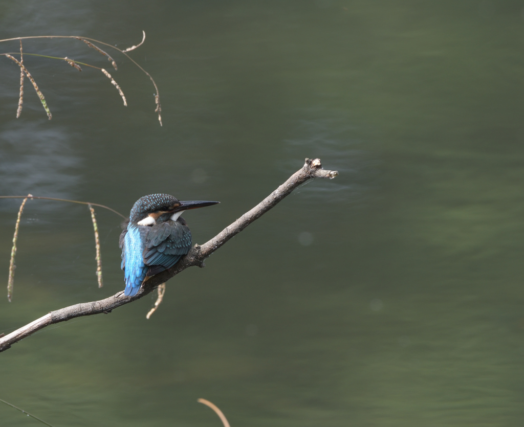 ツバメのバカ(怒