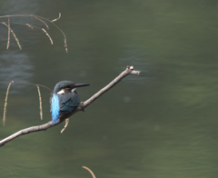 ツバメのバカ(怒